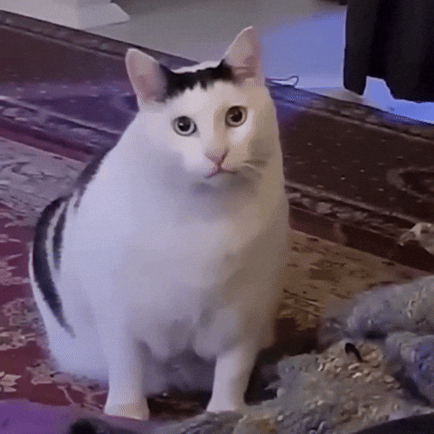Kucing bingung