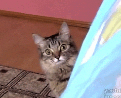 Kucing zoom out