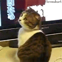 Kucing bingung