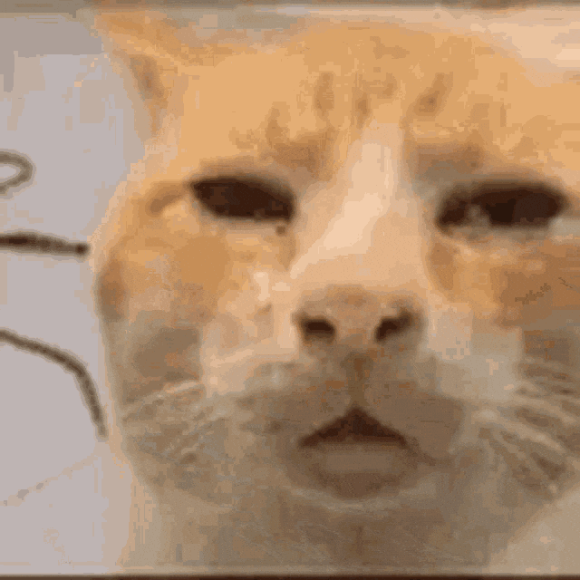 Kucing bingung