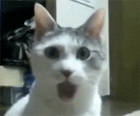 Kucing kaget